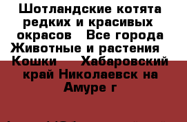 Шотландские котята редких и красивых  окрасов - Все города Животные и растения » Кошки   . Хабаровский край,Николаевск-на-Амуре г.